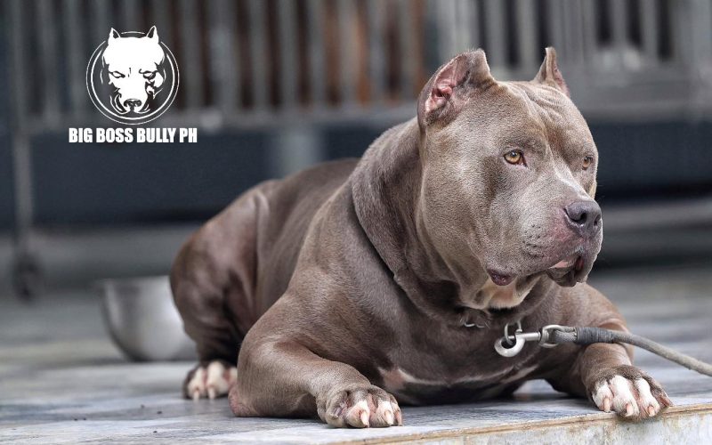 10 Things You Should Know About American Bullies