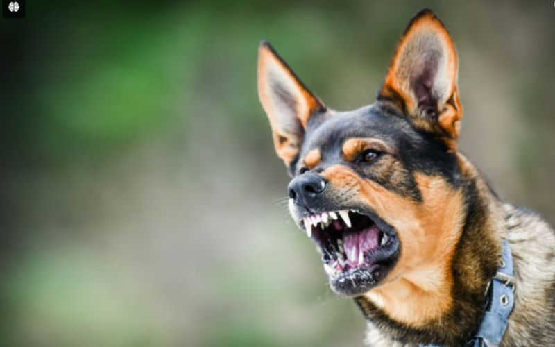 Rabies Concerns Rise: Health Officials Monitor Canine Infections